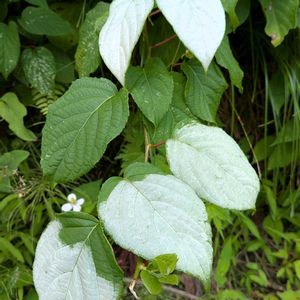 マタタビ,木天蓼,雑草,山野草,野草の画像