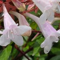 アベリア,アベリアの画像