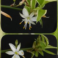 オリヅルラン,花のある暮らし,玄関ポーチ,SDGs,24日は錦の日の画像