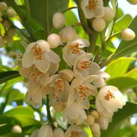 サカキ,本榊,小さな花,花のある暮らし,香る花の画像