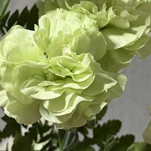 スプレーカーネーション,ピュアフラワーの画像