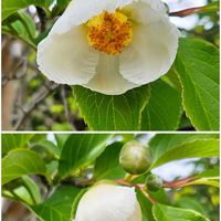 バラ,ミニバラ,アナベル,アッツ桜,夏椿の画像