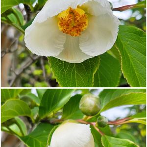 バラ,アナベル,アッツ桜,夏椿,ナツツバキの画像