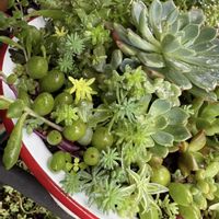 多肉植物,ジャンクガーデン,つぶつぶ,もりもり多肉,ルビネの画像