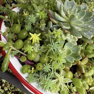 多肉植物,ジャンクガーデン,つぶつぶ,もりもり多肉,ルビネの画像