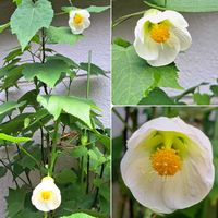 アピオス,七福神,タチアオイ,ギムノカリキウム,アピオスの花の画像