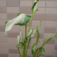 花うらら,カラー・フローズンクイーン,フローズン・クイーン,多肉植物,多肉初心者の画像
