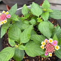 ランタナ・七変化,花のある暮らし,花のある生活,キュンキュン乙女倶楽部,HTCの画像