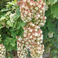 柏葉アジサイ,花散歩,花のある暮らし,植中毒,花自慢の画像