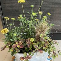寄せ植え,ガーデニング,カラーリーフ,ベランダの画像