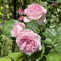 可愛い,大好きな薔薇,小さな庭の画像