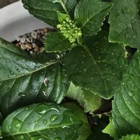 夕霧草,グロブラリア ブルーアイ,ベランダガーデニング,紫陽花 アジサイ あじさい,瑠璃かんざしの画像