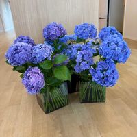 投げ入れ,アジサイ　紫陽花,お花屋さん,熊本,生け込みの画像