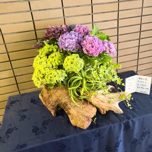 流木,寄植え,投げ入れ,アジサイ　紫陽花,お花屋さんの画像