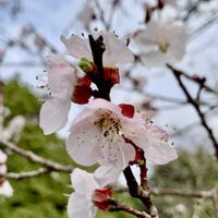 アンズ,iPhone撮影,壁画,グリーンスプリングス(立川),チーム花が好き♡の画像