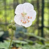 ゲラニウム,フウロソウ,ゲラニウム　ダルマチカム,白い花,宿根・多年草の画像