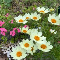 地植え,マイガーデン,太陽大好き,植物大好き,いなかの庭の画像