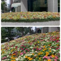 インパチェンス,ジニアプロフュージョン,ジニアプロフュージョン,アガパンサス   ブルー,季節の花の画像
