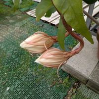 月下美人,熱帯植物の画像