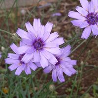 ノコギリソウ,ルドベキア,ヤナギハナガサ,ガウラ(白蝶草),カタナンケの画像
