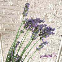 ラベンダー,カフェ,ドライフラワー,花のある暮らし,心穏やかに♡の画像