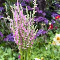 ダリア,ねじばな,かわいい,花壇,可愛いの画像