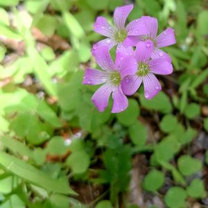 ムラサキカタバミ,雑草,かわいい雑草,今日のお花,今日の植物の画像