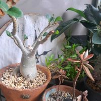 仙人の舞,アデニウム アラビカム,成長記録,植中毒,植物好きの画像
