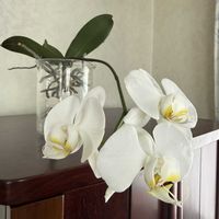 胡蝶蘭,水耕栽培⭐︎の画像