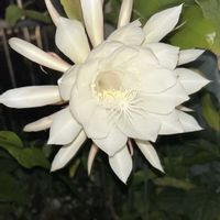 月下美人,ハンゲショウ(半夏生),いつもありがとう,小さな小さな庭,☆携帯撮影☆の画像