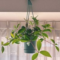 ペペロミア,ペペロミア ペレスキフォリア,観葉植物,ハンギング,窓辺の画像