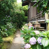 アジサイ,アジサイ,アジサイ,庭園,鎌倉の画像