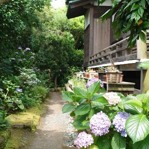 アジサイ,アジサイ,アジサイ,庭園,鎌倉の画像