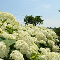 紫陽花,アナベル,アジサイフェア 2026 フォトコンテストの画像