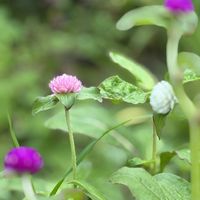 センニチコウ,ツルバキア,ツルバキア,ヒメヒオウギズイセン,ワレモコウピンクタンナの画像