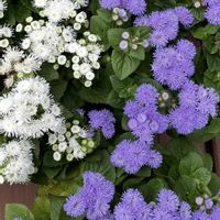 アゲラタム,夕霧草,トラキリューム 夕霧草 ディープパープル,白い花,紫の花の画像