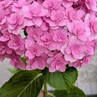 アジサイ,ハイドランジア,紫陽花 ダンスパーティー,紫陽花 ギャラクシー,大輪の画像