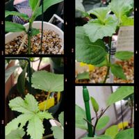 オクラ,ナス,ミョウガ,青じそ,植物のある暮らしの画像