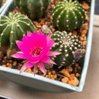 　エキノプシス属,　エキノプシス属,多肉植物,観葉植物,サボテン☆の画像