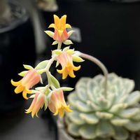 ホワイトミニマ錦,ホワイトミニマ錦,多肉植物,エケベリア属,神奈川タニラーの画像