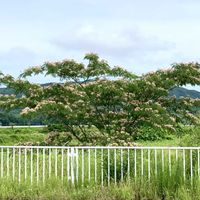 コムラサキ,ツユクサ,ネムノキ,野鳥(キジ),ホーリーバジルの種の画像