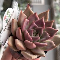 カシワバアジサイ,エケベリア,リトルミッシー,多肉植物,エケベリア属の画像