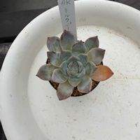 多肉植物の画像