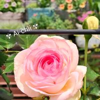 クレマチス,バラ,ガーデニング,つる性植物,庭木の画像