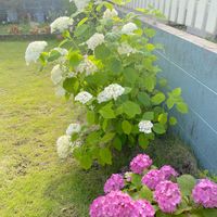 紫陽花,アナベル,植物大好き,ガーデニング初心者,今の庭の画像