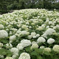アジサイ,アナベル,花のある暮らし,おでかけ先,府中郷土の森博物館の画像