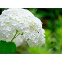 アナベル,広い庭の画像