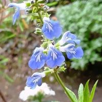 アメリカンブルー,アメリカンブルー,ボックセージ,ボックセージ,高知県仁淀川の画像