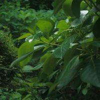 ハオルチア,多肉植物,観葉植物,塊根植物,サボテン科の画像