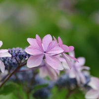 アナベル,お散歩,紫陽花 アジサイ あじさい,花が好き,相模原北公園の画像
